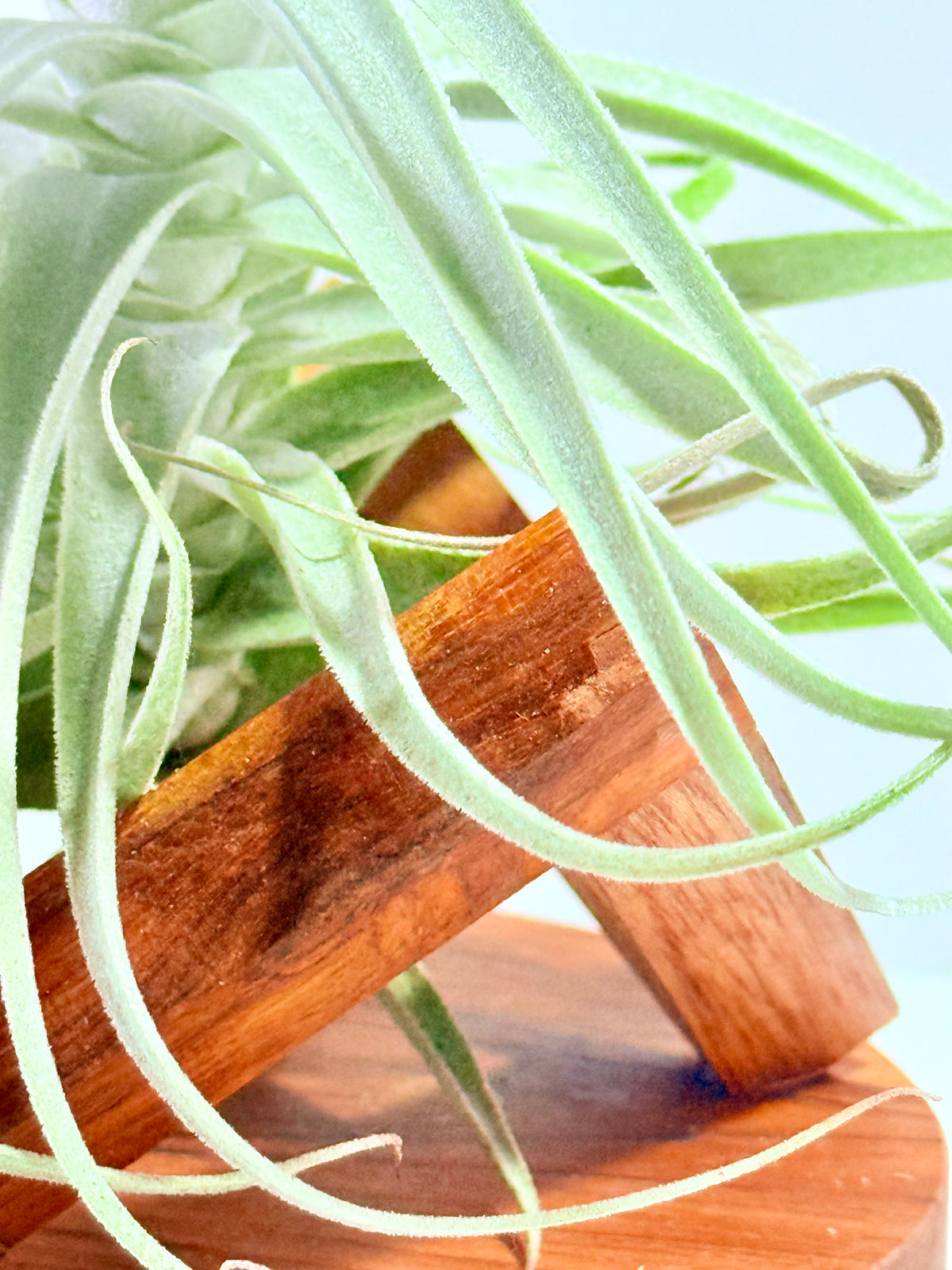 Tillandsia Purpúrea + base teca