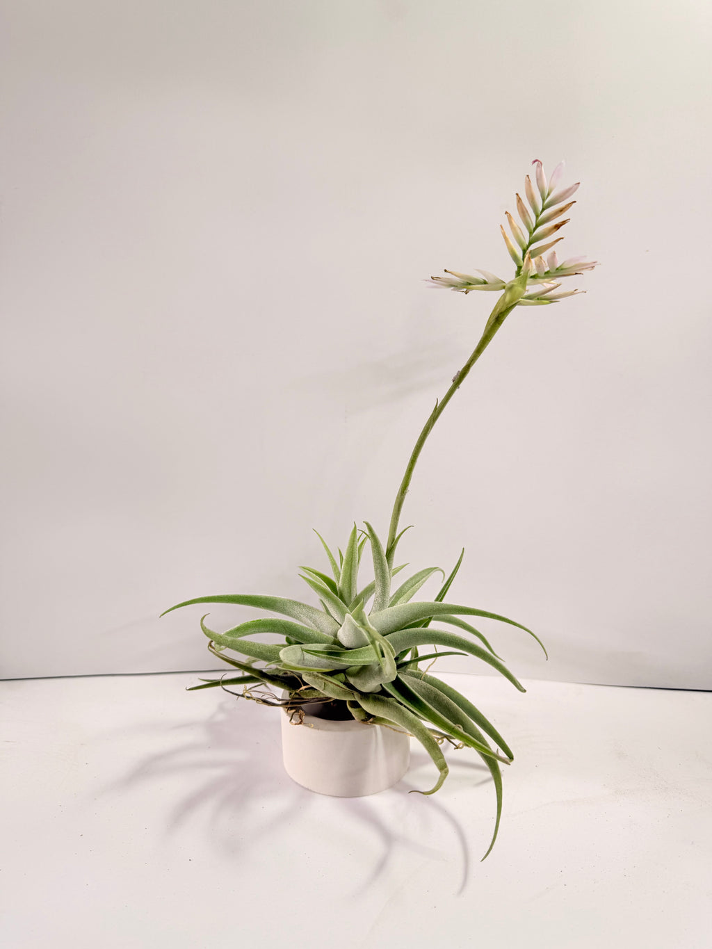 Tillandsia Cacticola regular form botón