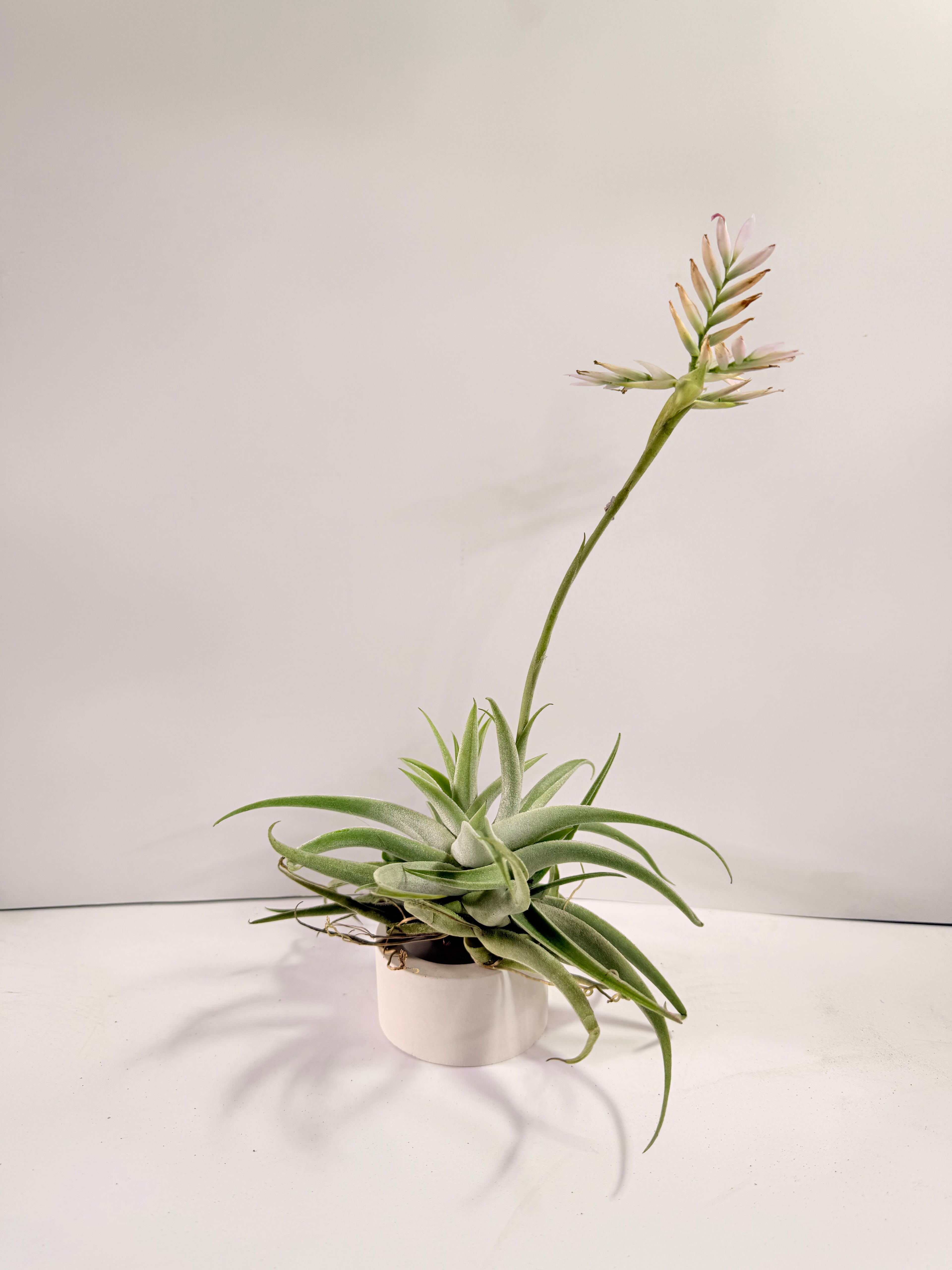 Tillandsia Cacticola regular form botón