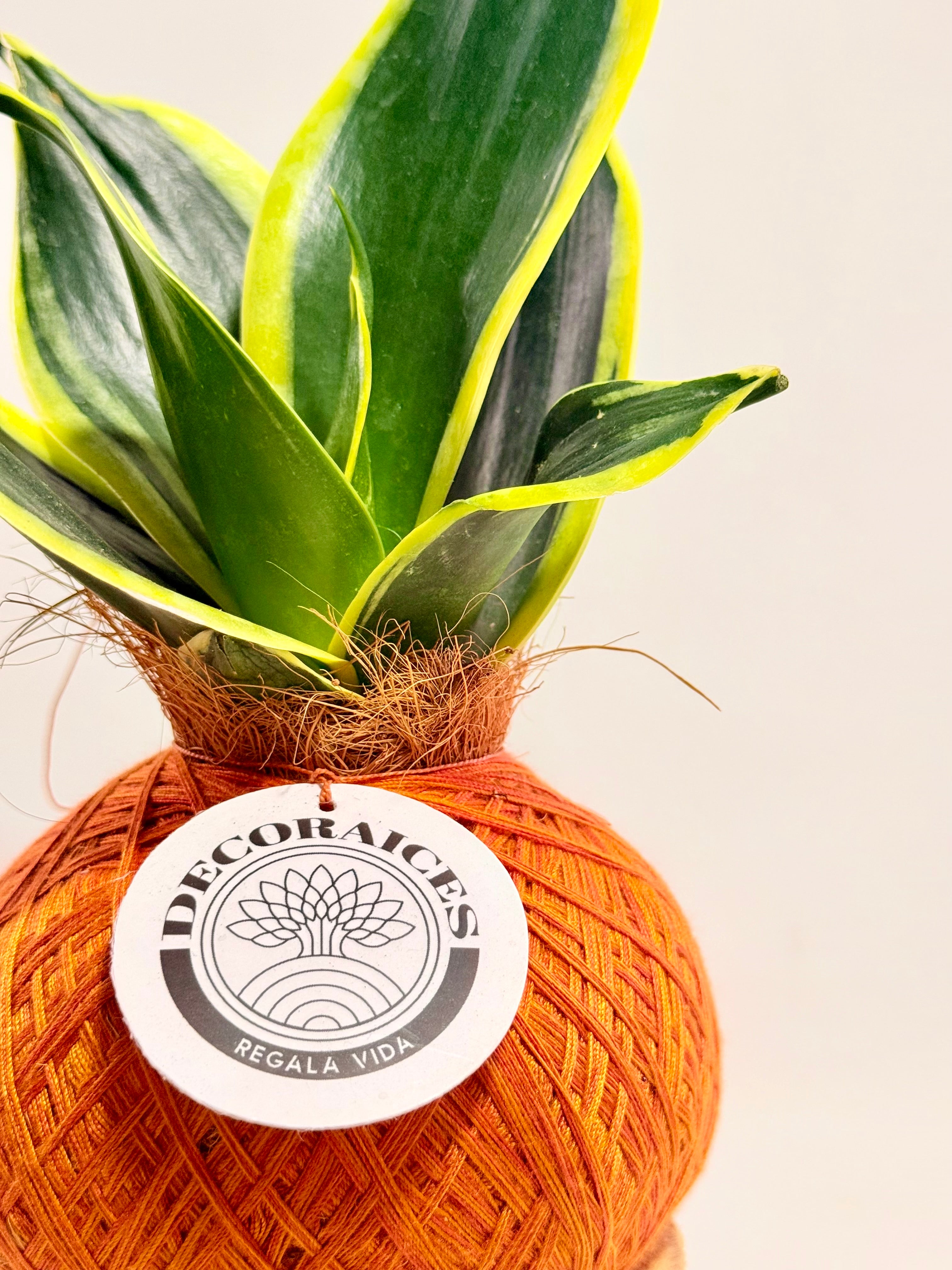Kokedama sansevieria verde variegada mexicana + base guadua