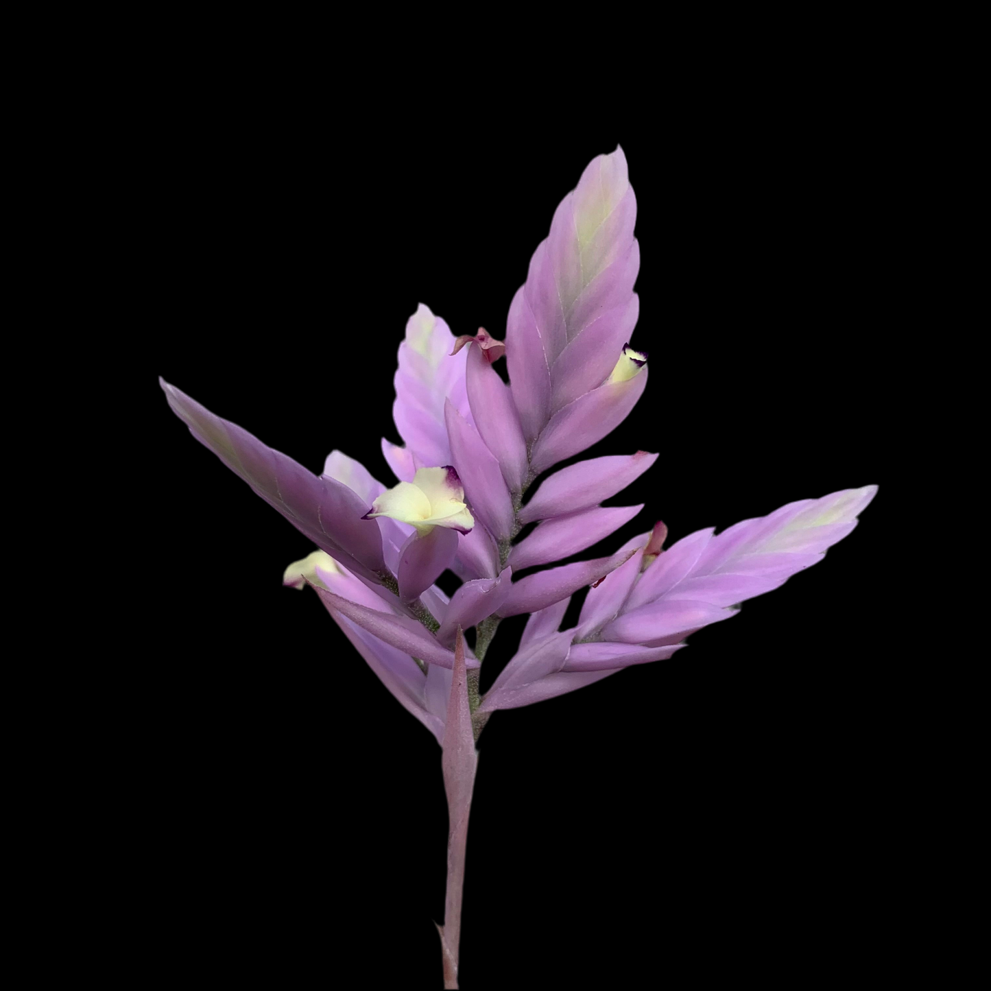Till. Cacticola regular form