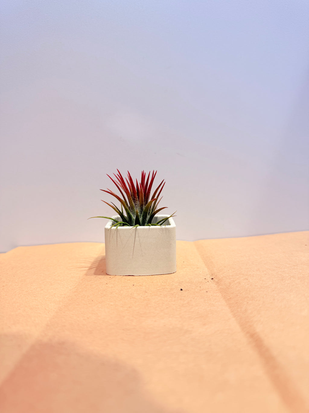 Till. Ionantha red + matera