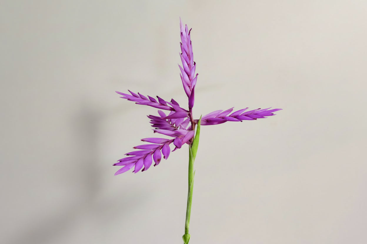 Tillandsia Cacticola regular form botón
