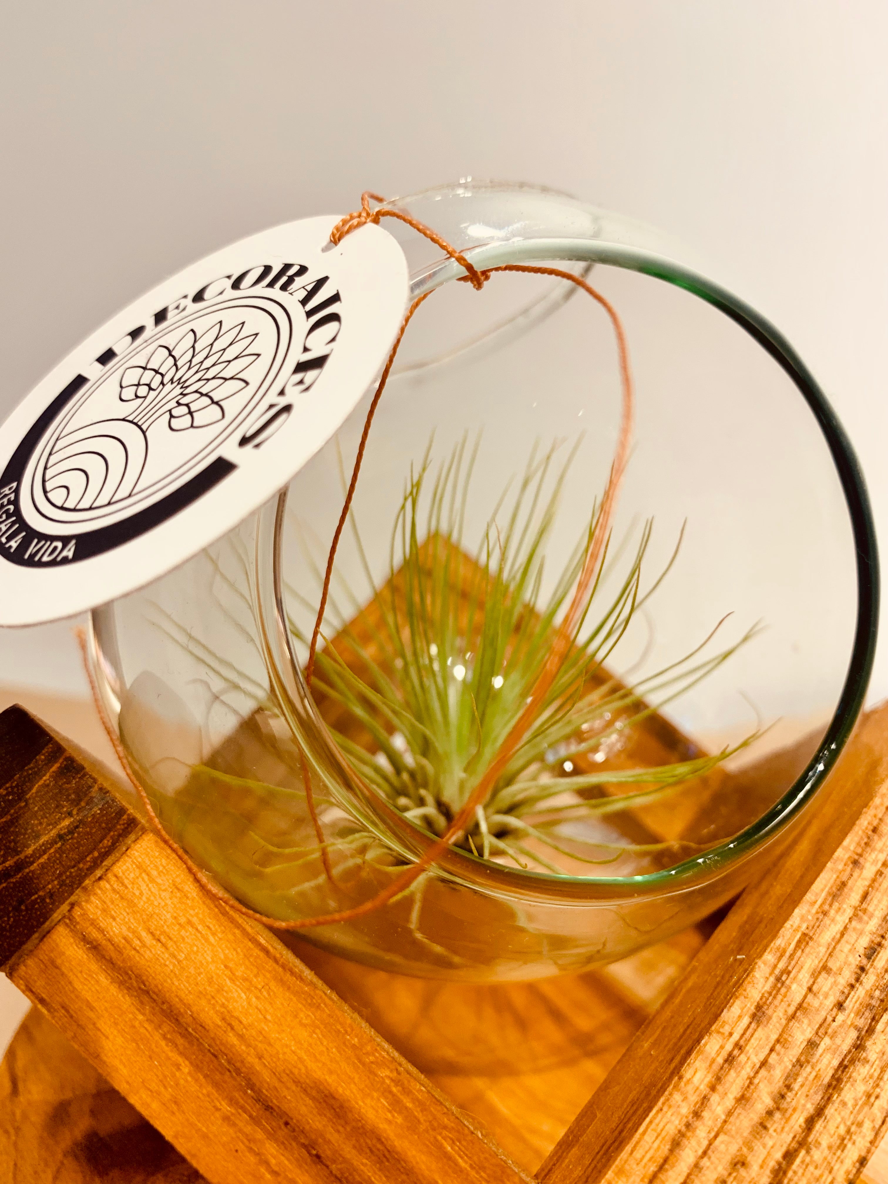 Till. Andreana terrarium M/V