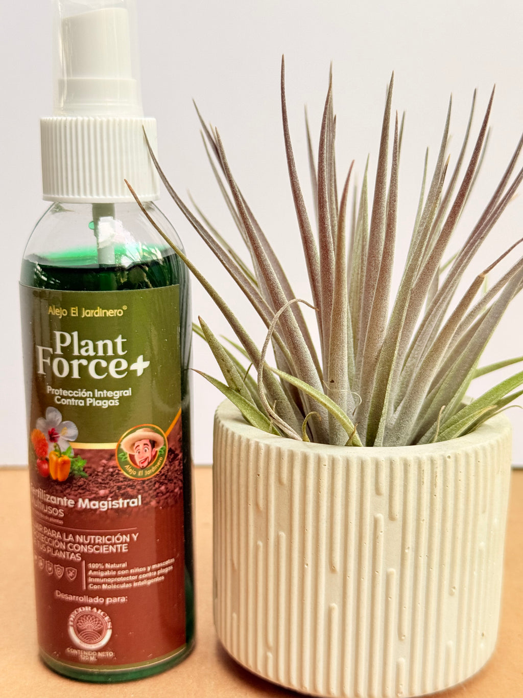 Kit Till. Plagiotropica purple s + plant force + matera
