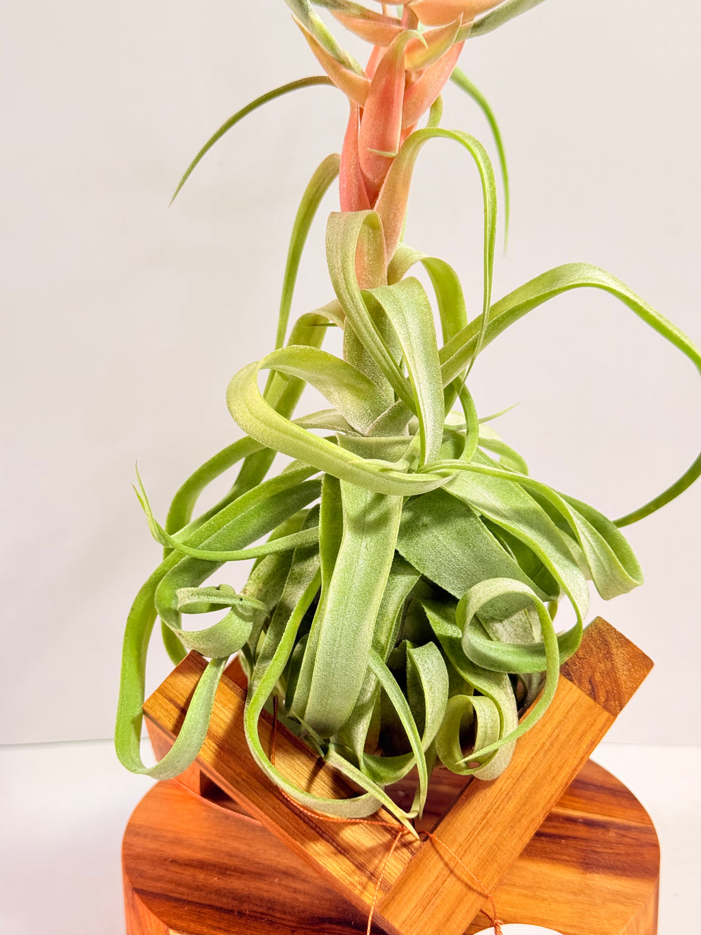 Tillandsia streptophylla + base teca