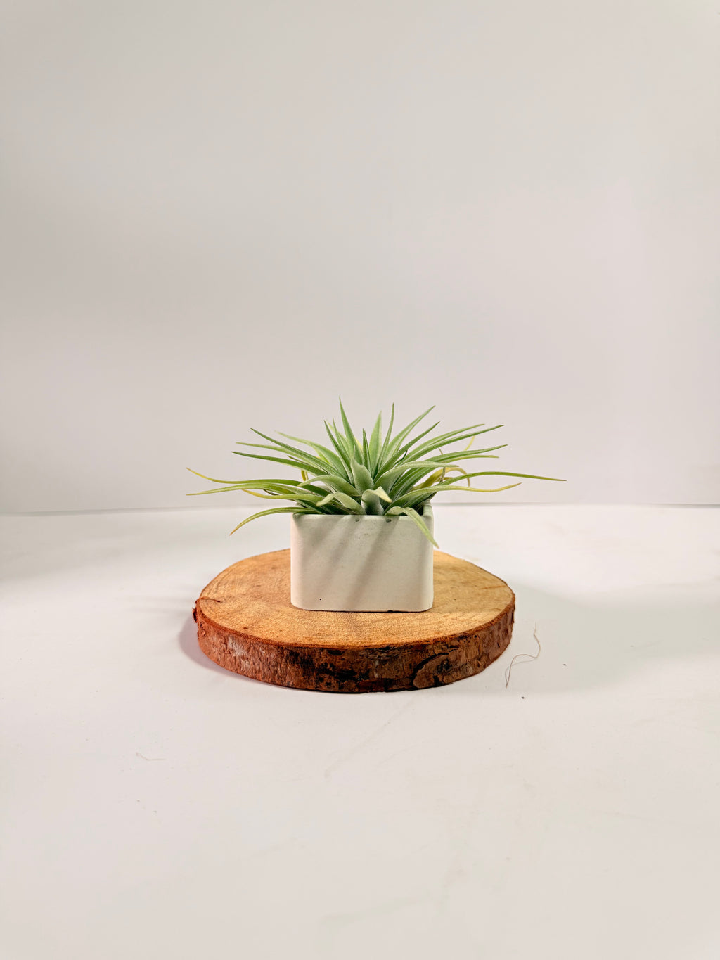 Tillandsia Plagiotropica