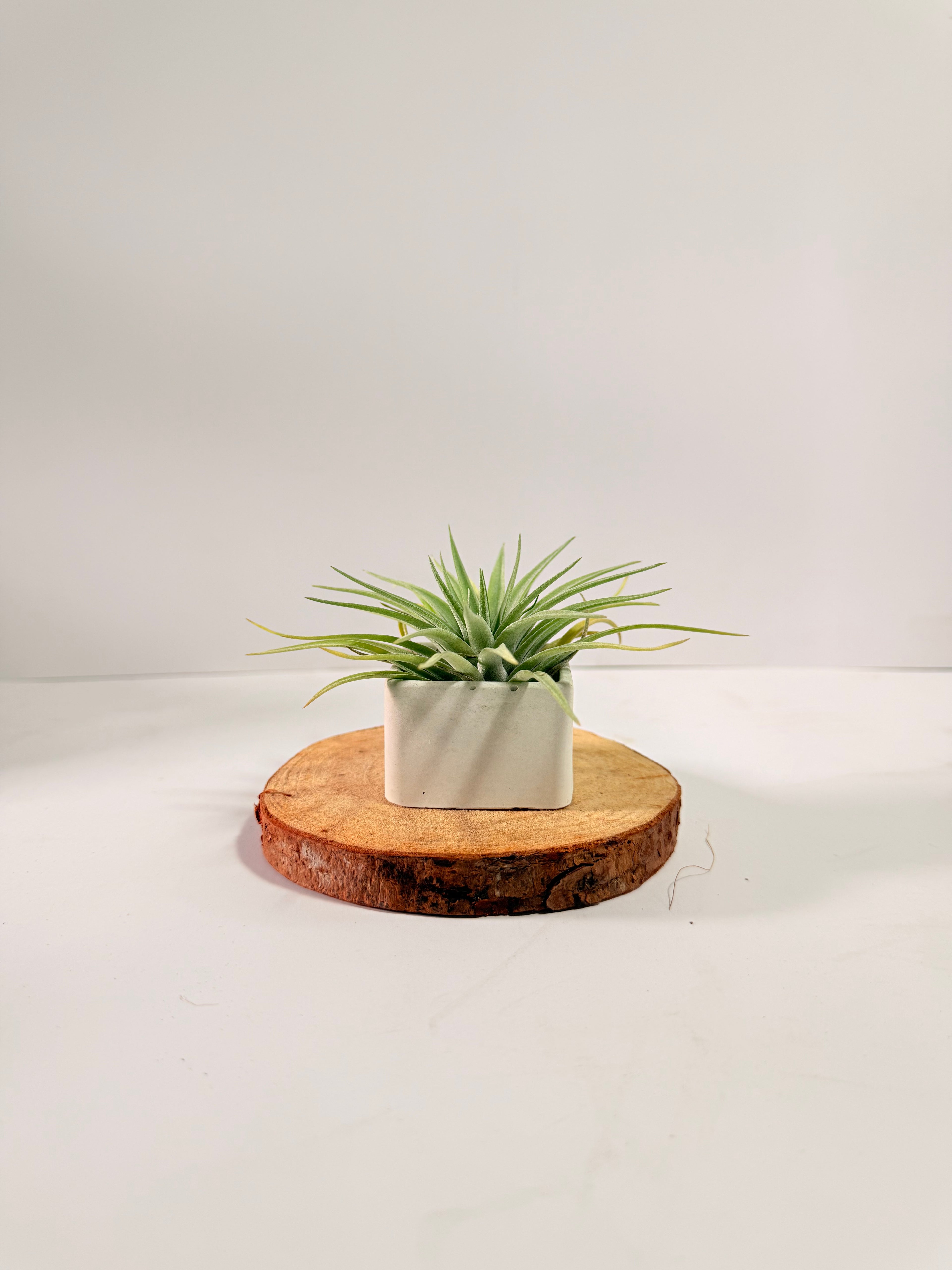 Tillandsia Plagiotropica