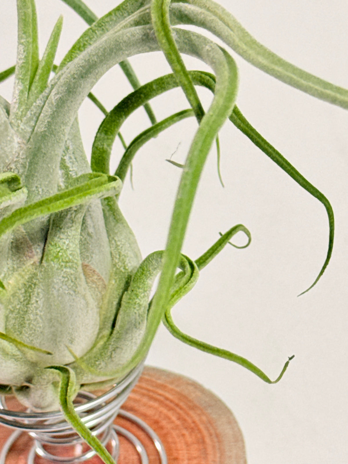 Tillandsia Caput medusae + rodaja madera + espiral