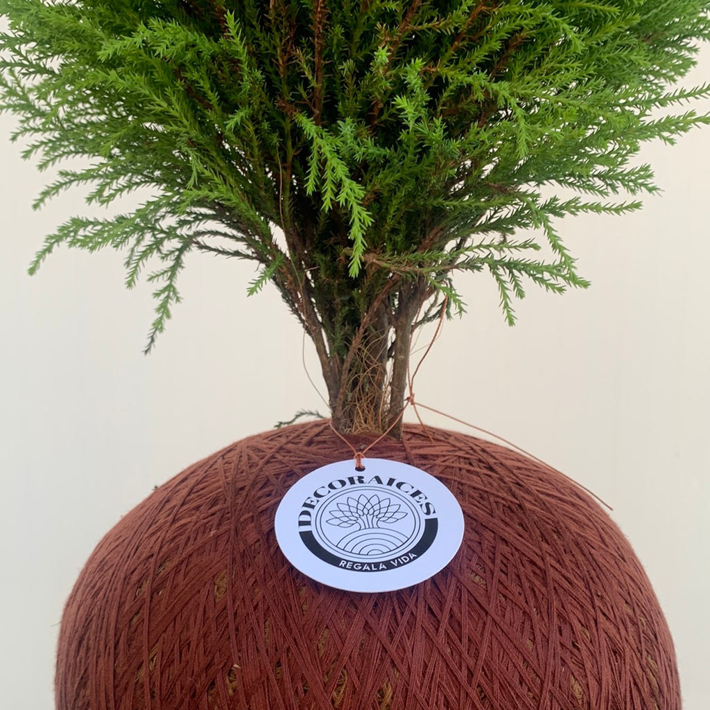 Lemon pine kokedamas