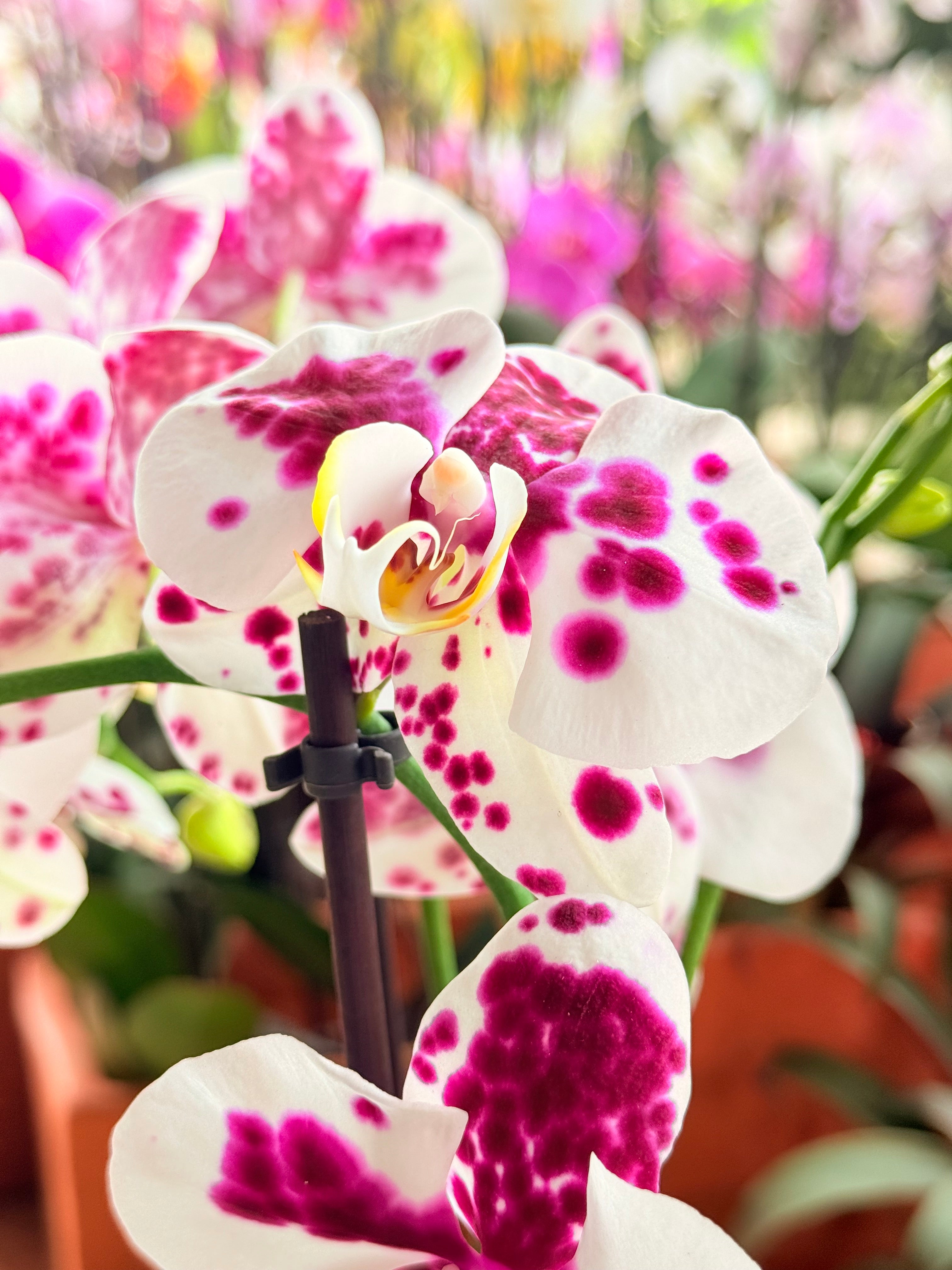 Kokedama Orquídea Premium Rosa 2V