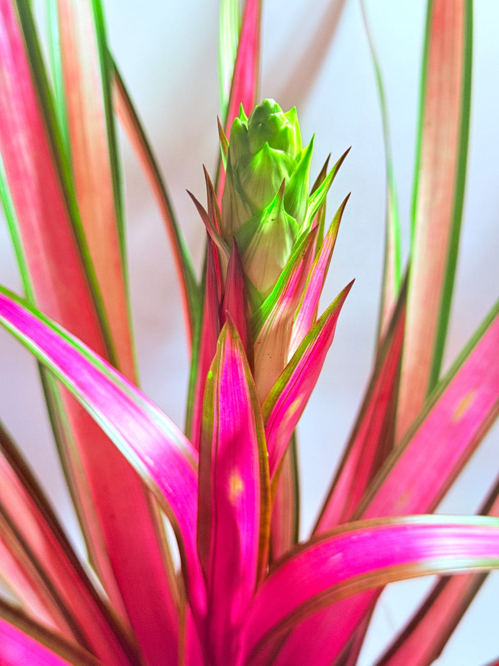 kokedama Bromelia Guzm. Moroobe