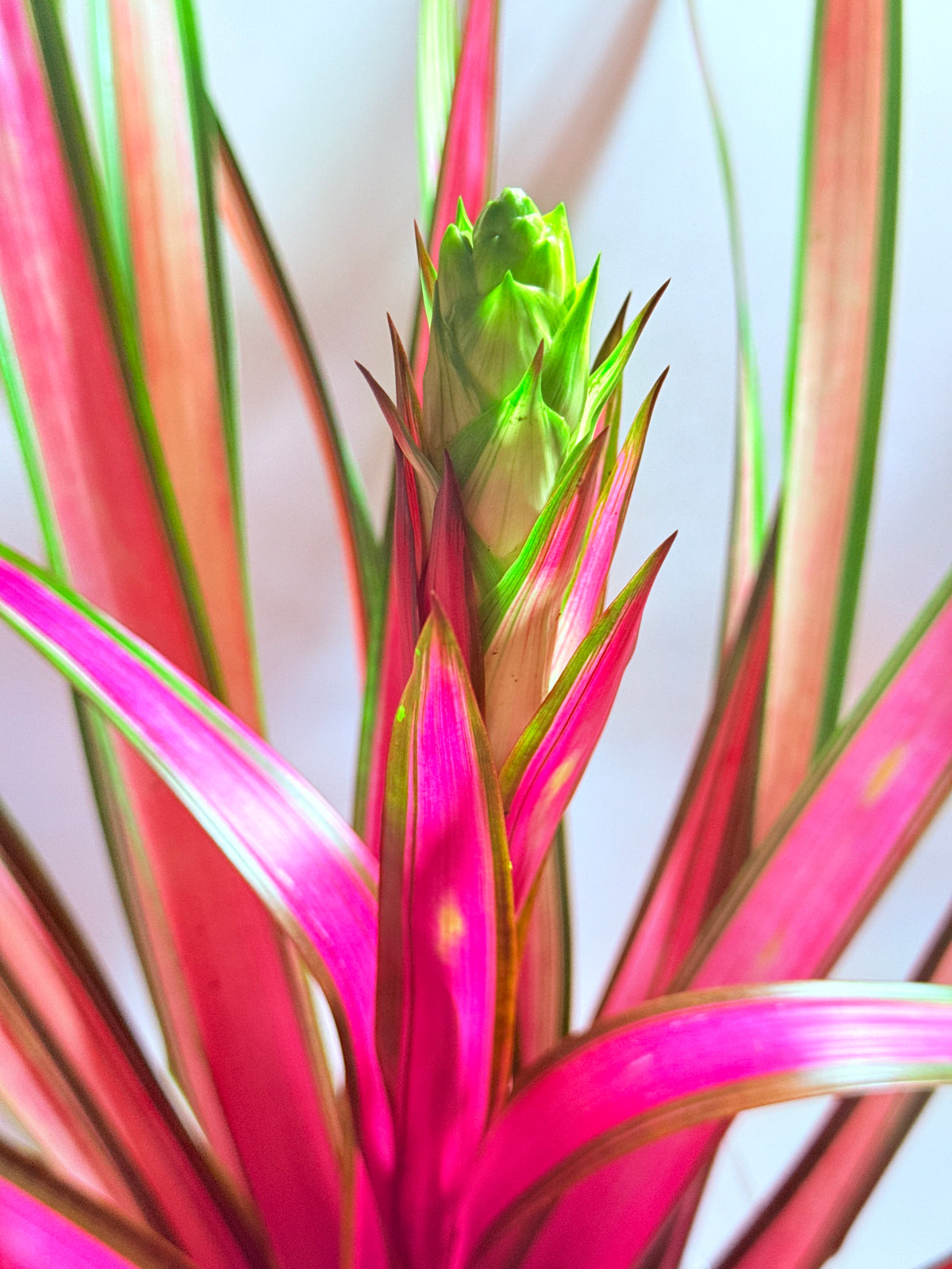 kokedama Bromeliad Guzm. Moroobe