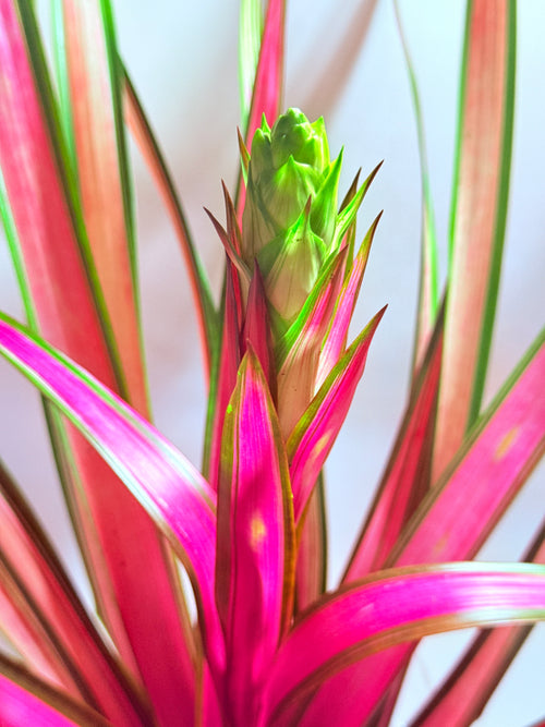 kokedama Bromelia Guzm. Moroobe