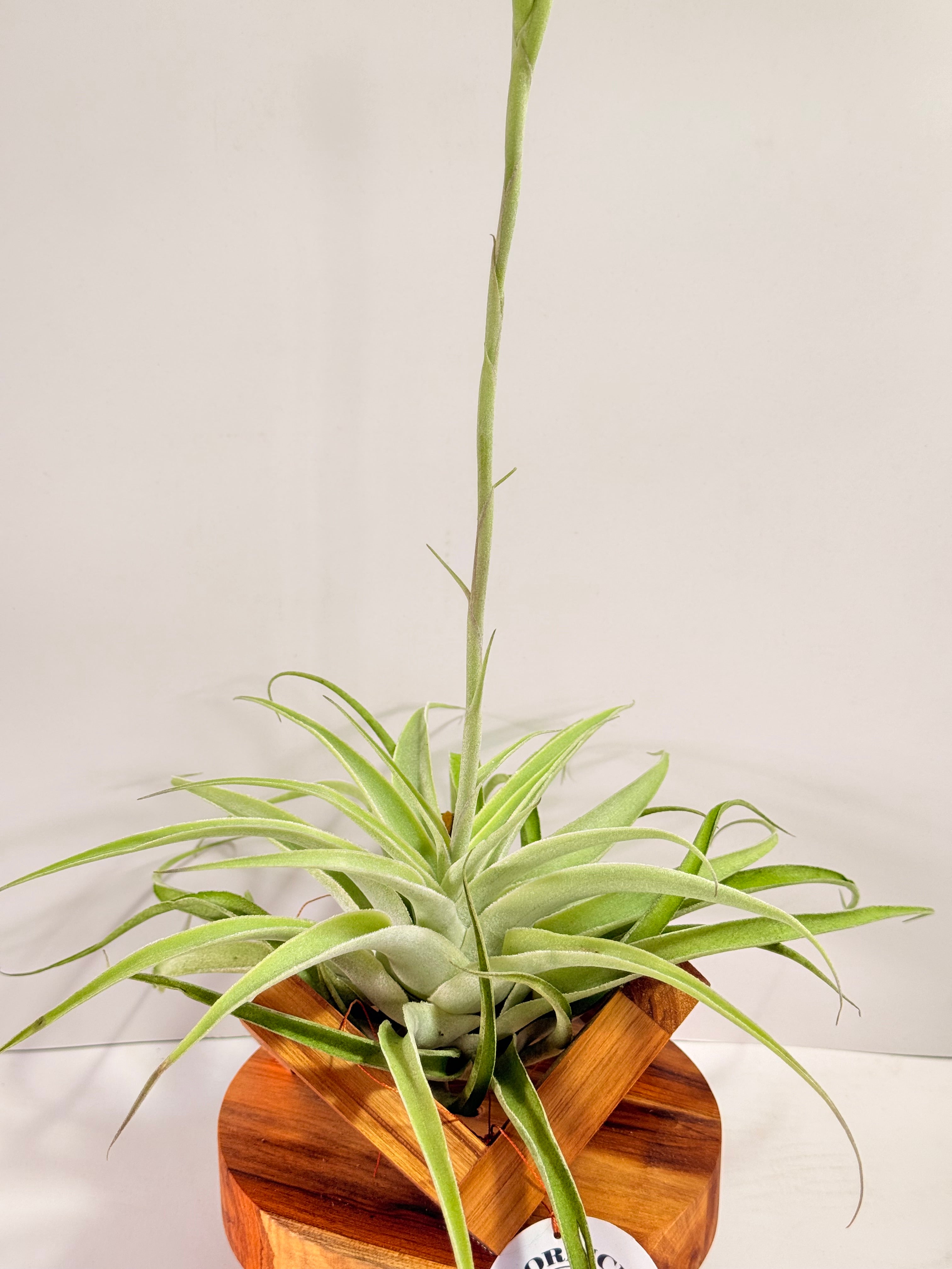 Tillandsia Cacticola regular form botón