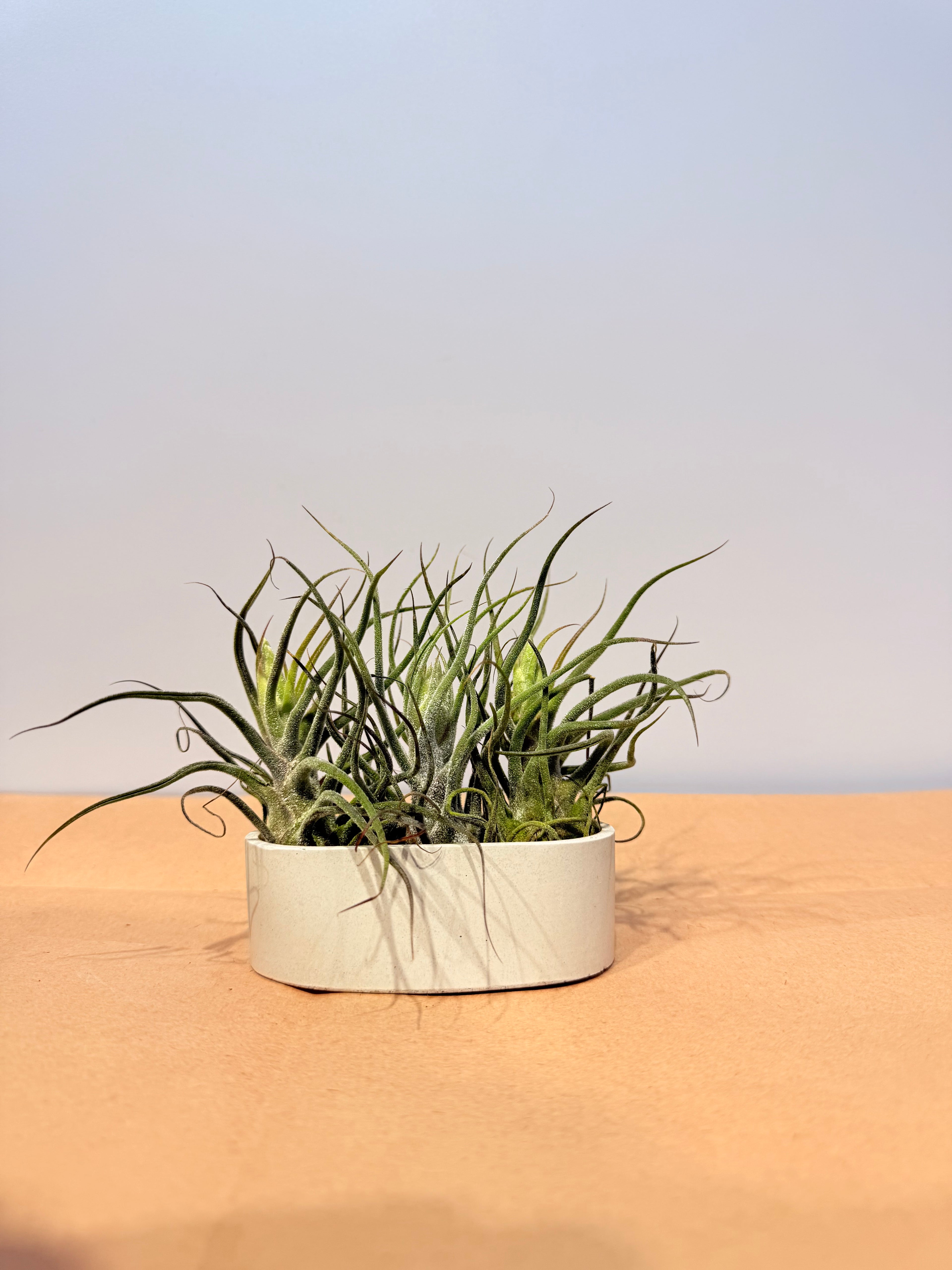 Till. Guatemala x3 mini + matera