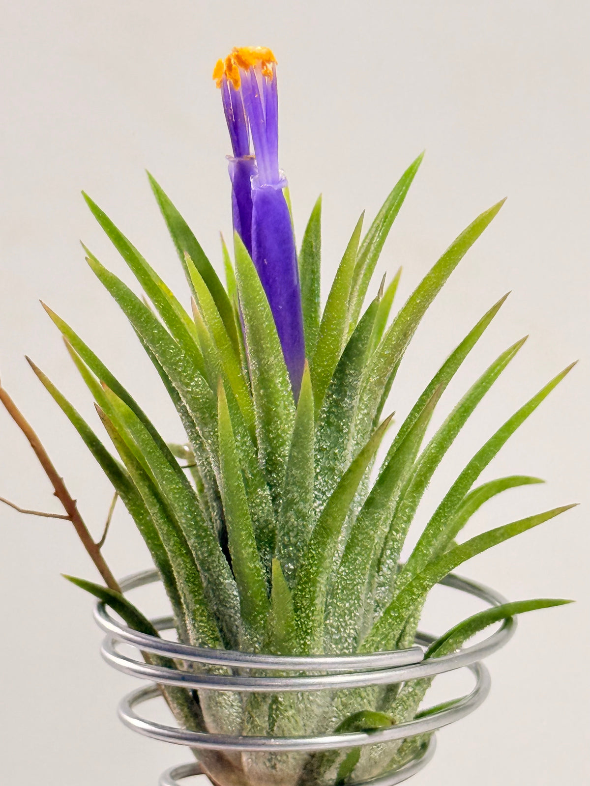 Till. Ionantha + espiral + rodaja madera