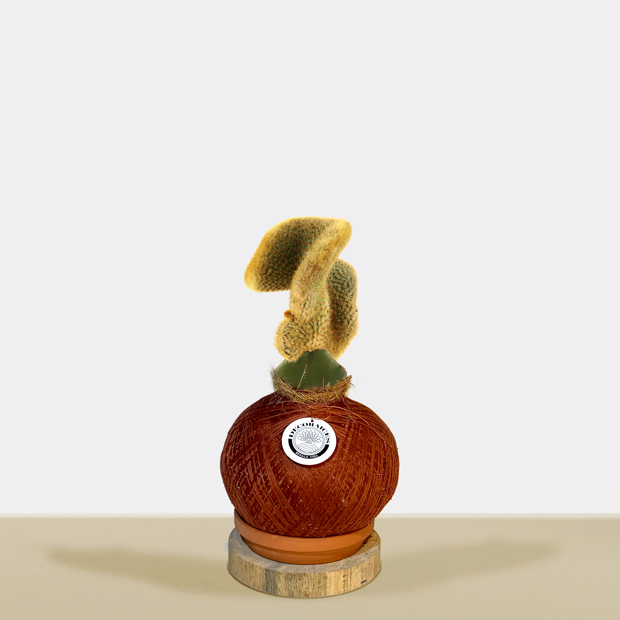 Koke Cerebrospinal Cactus (Cleistocactus variegated)