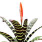 koke Bromelia Vrie. splenriet