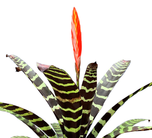 Kokedama Bromelia Vrie. splenriet