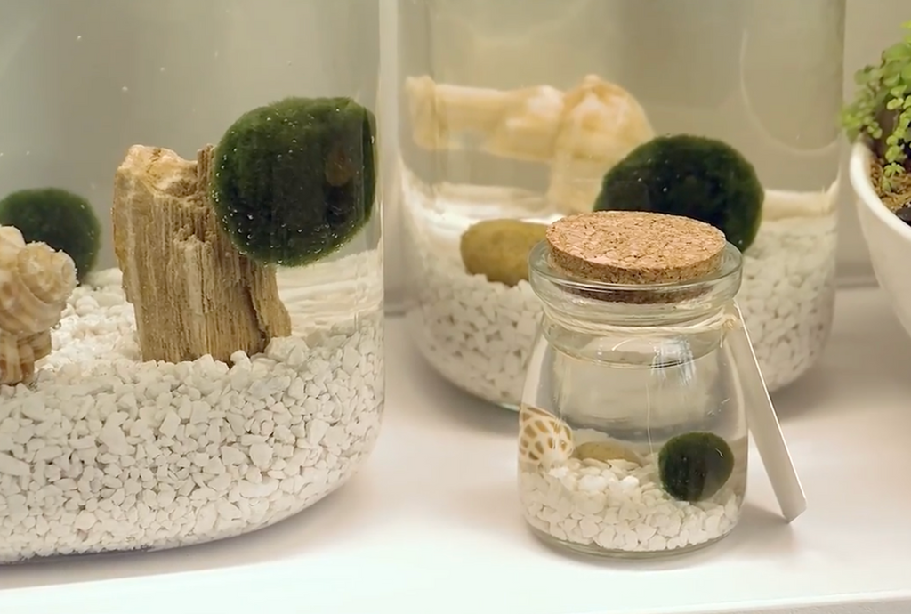 Marimo Moss Ball Ecosistema