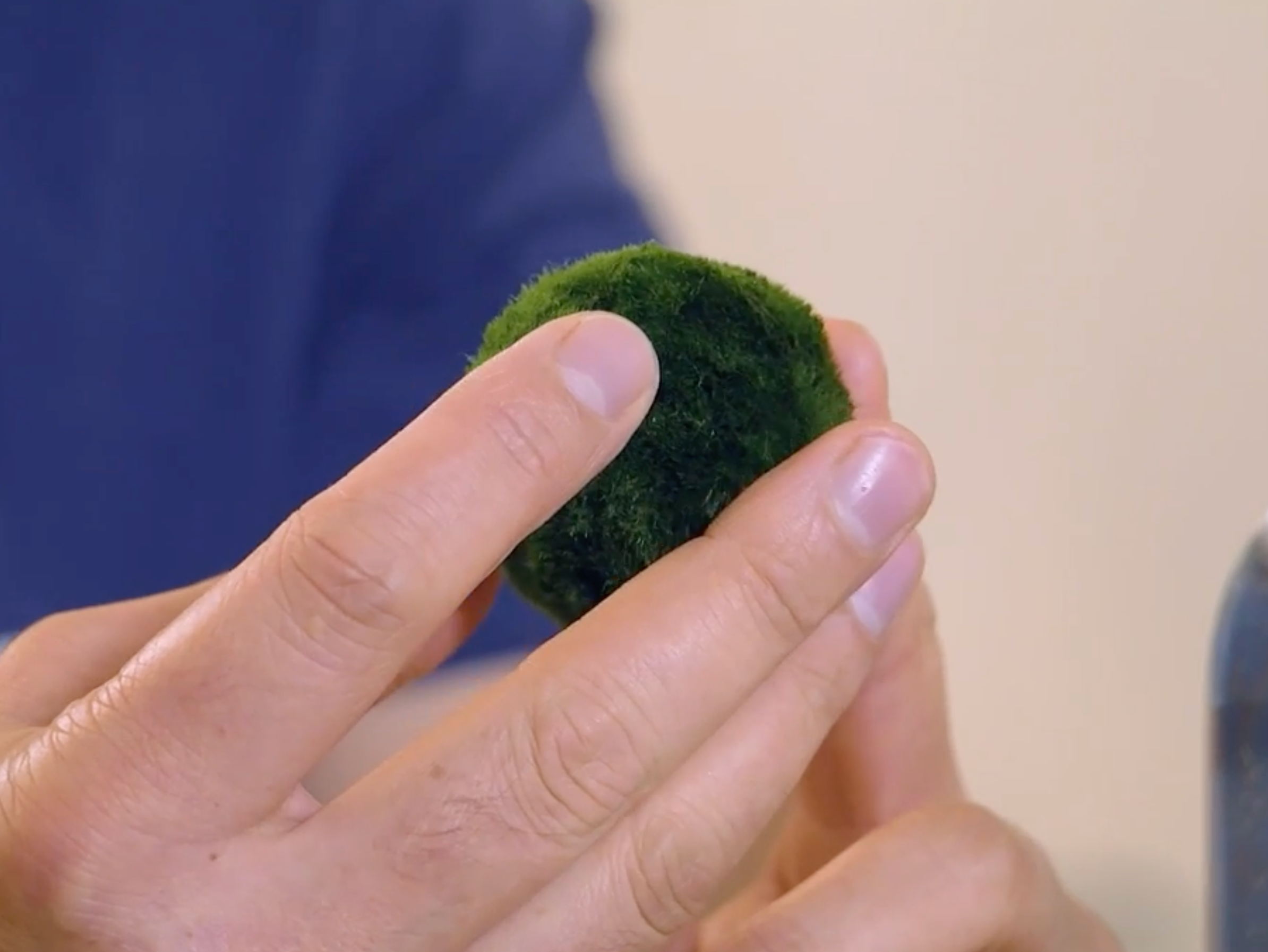 Marimo Moss Ball Ecosistema