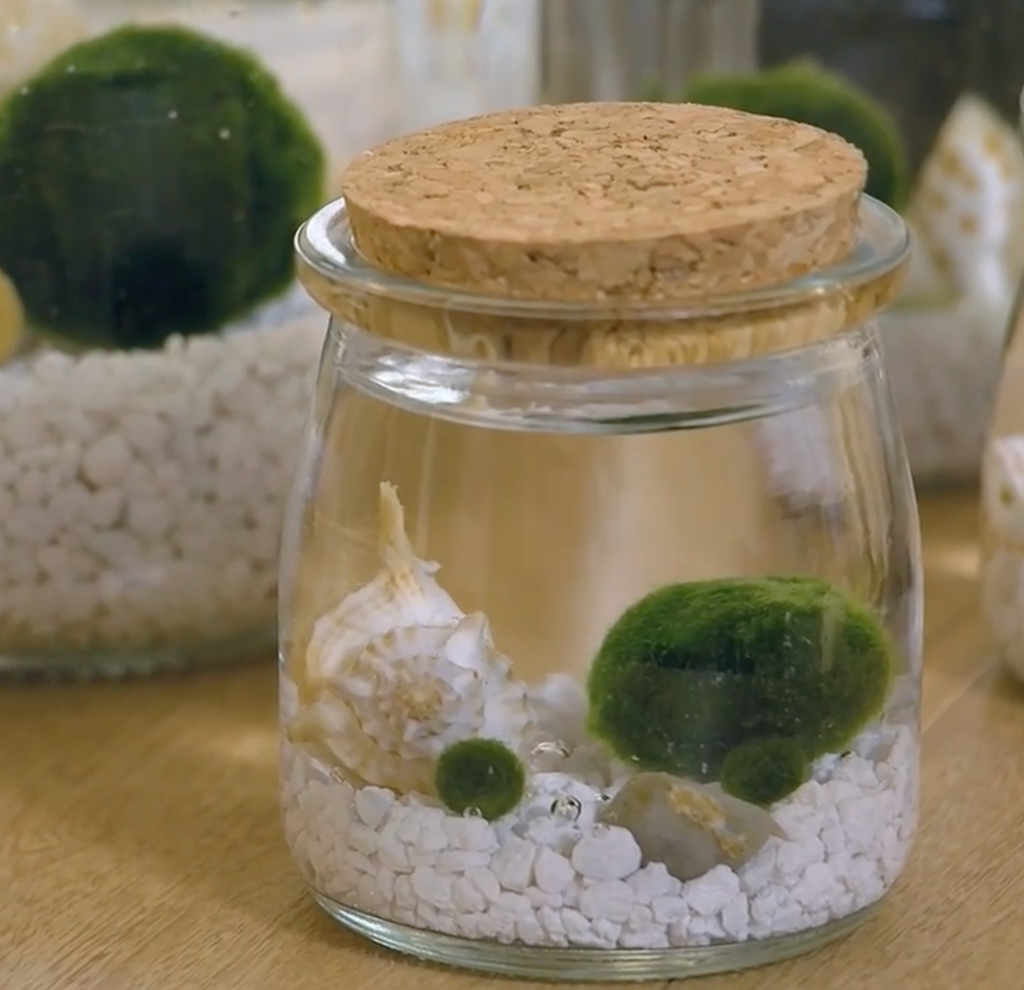 Marimo Moss Ball Ecosistema