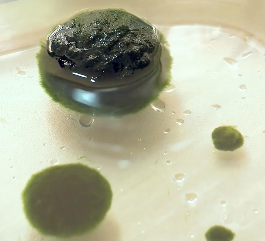 Marimo Moss Ball Ecosistema