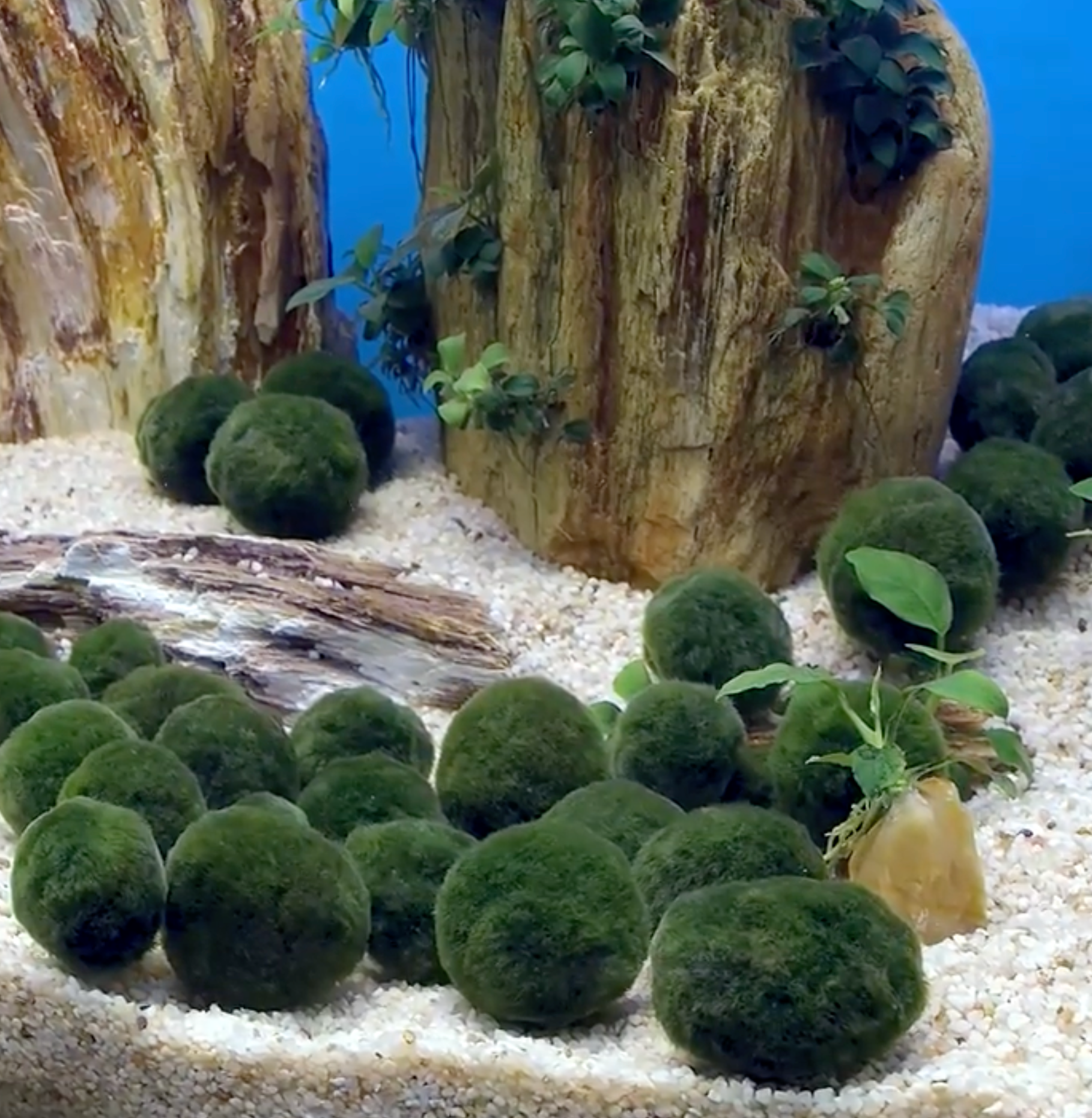 Marimo Moss Ball Ecosistema