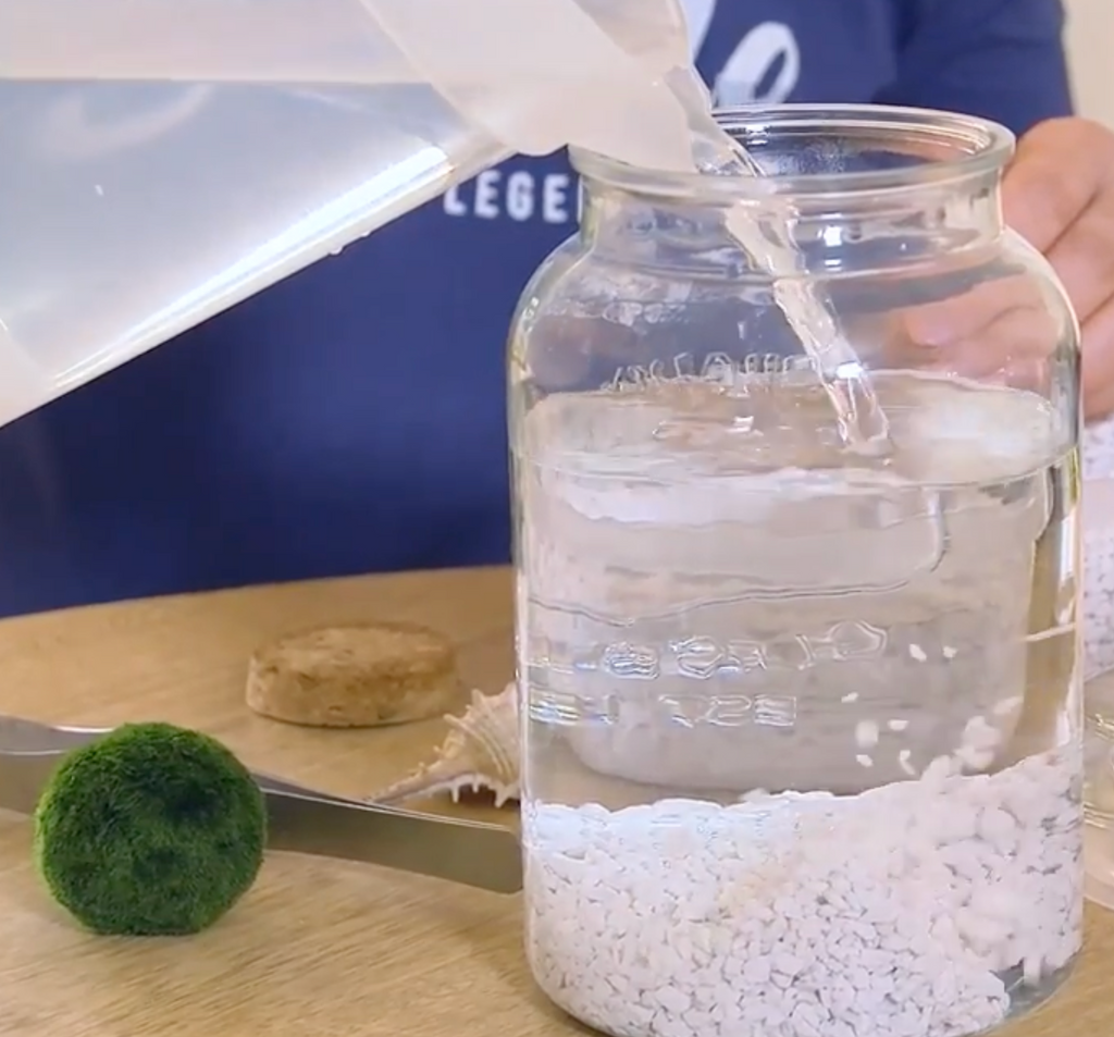 Marimo Moss Ball Ecosistema