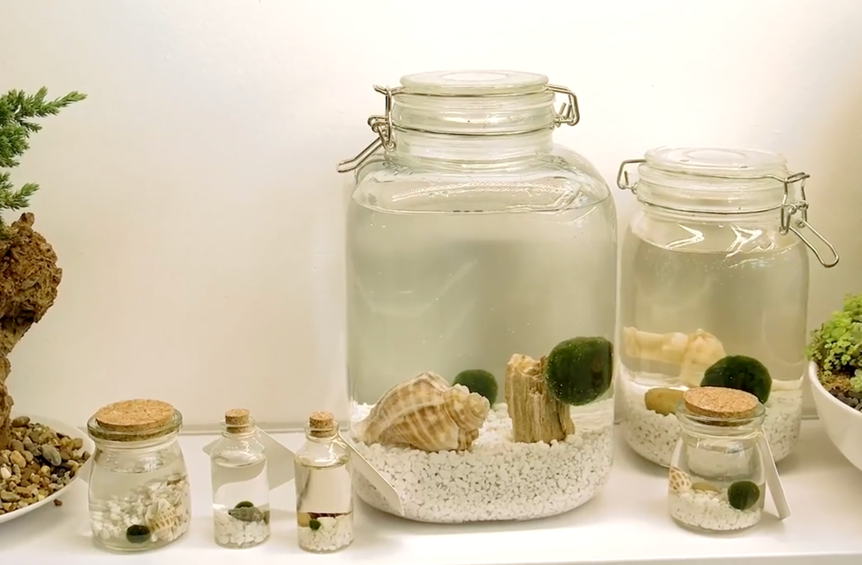 Marimo Moss Ball Ecosistema