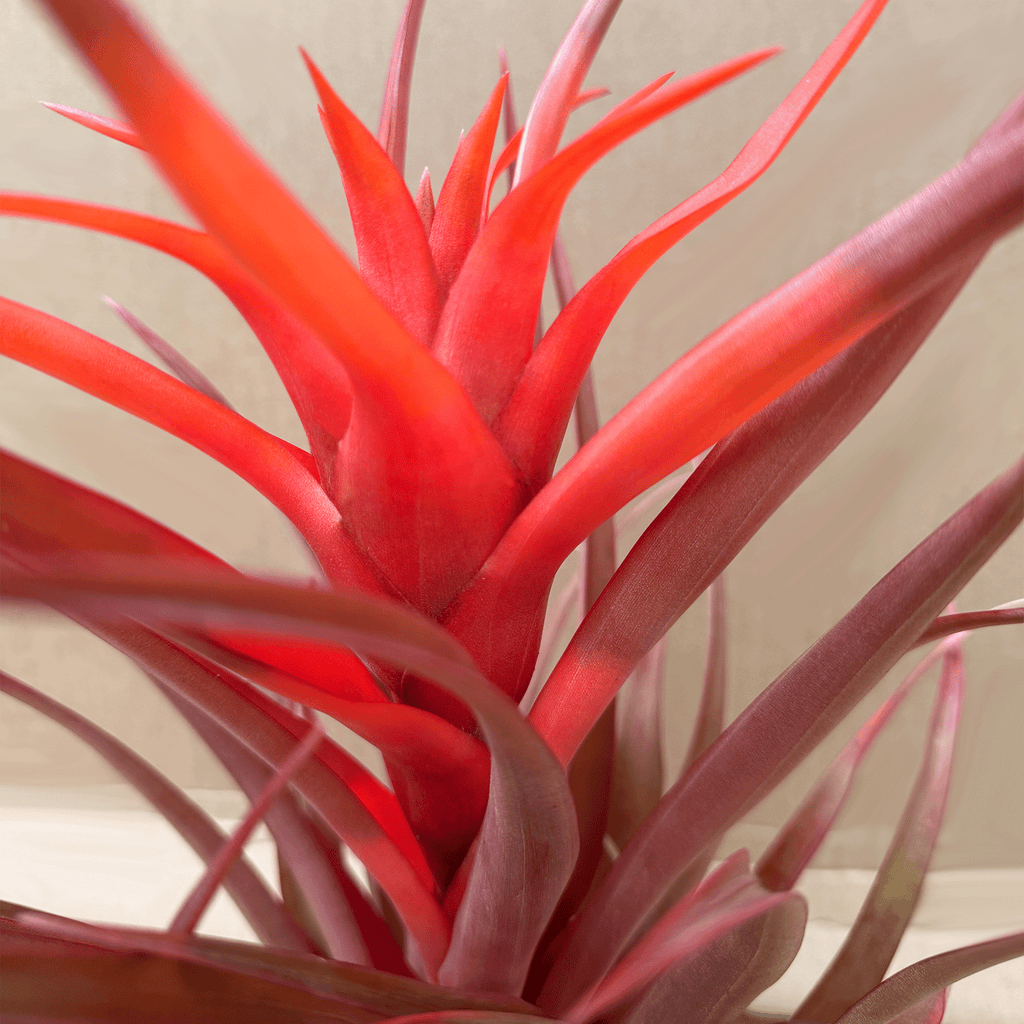 Kokedama Till. Red Capitata Salmon