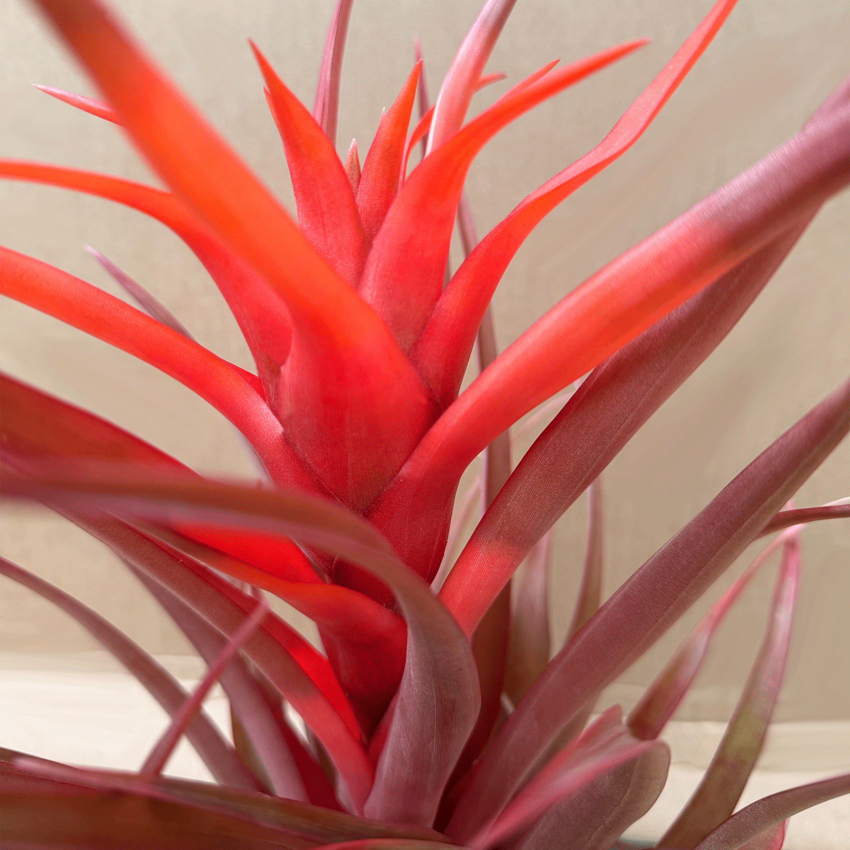 Kokedama Till. Red Capitata Salmon