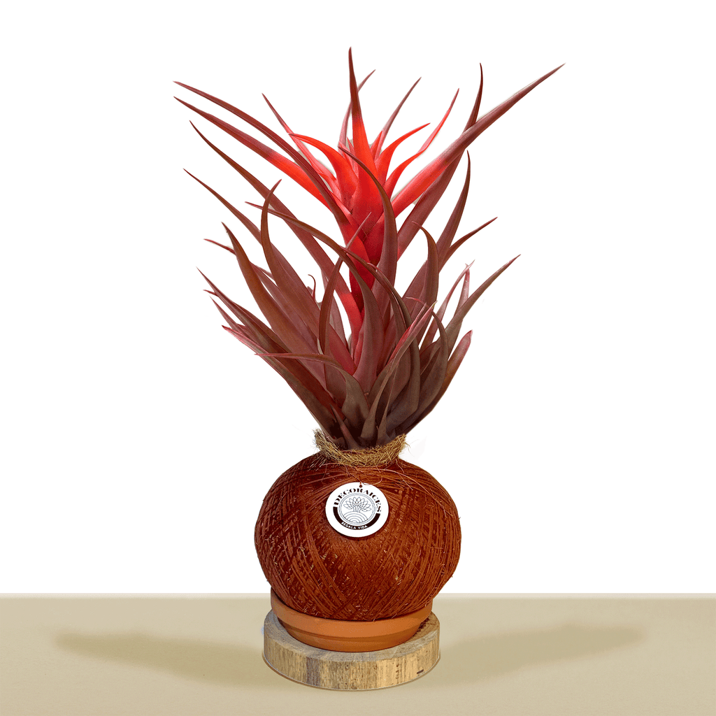 Kokedama Till. Red Capitata Salmon