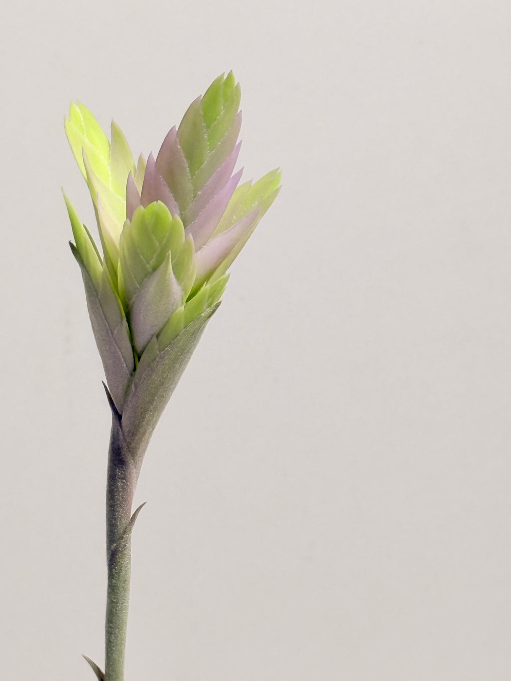 Tillandsia Cacticola regular form botón