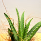 koke Aloe Roca