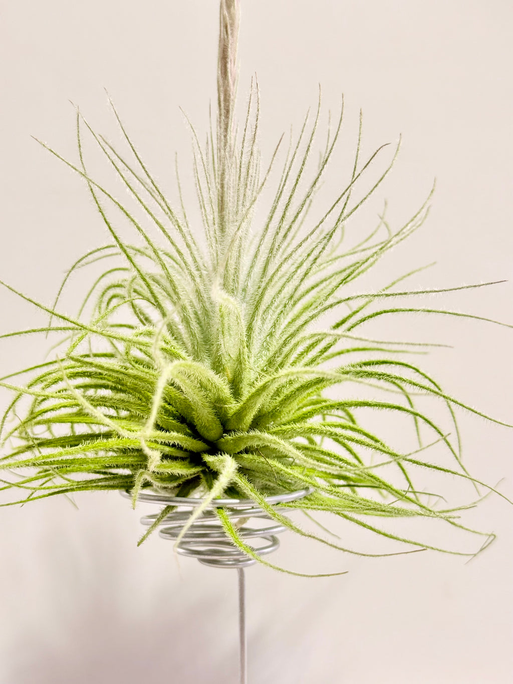 Tillandsia  Tectorum + matera blanca (copia)
