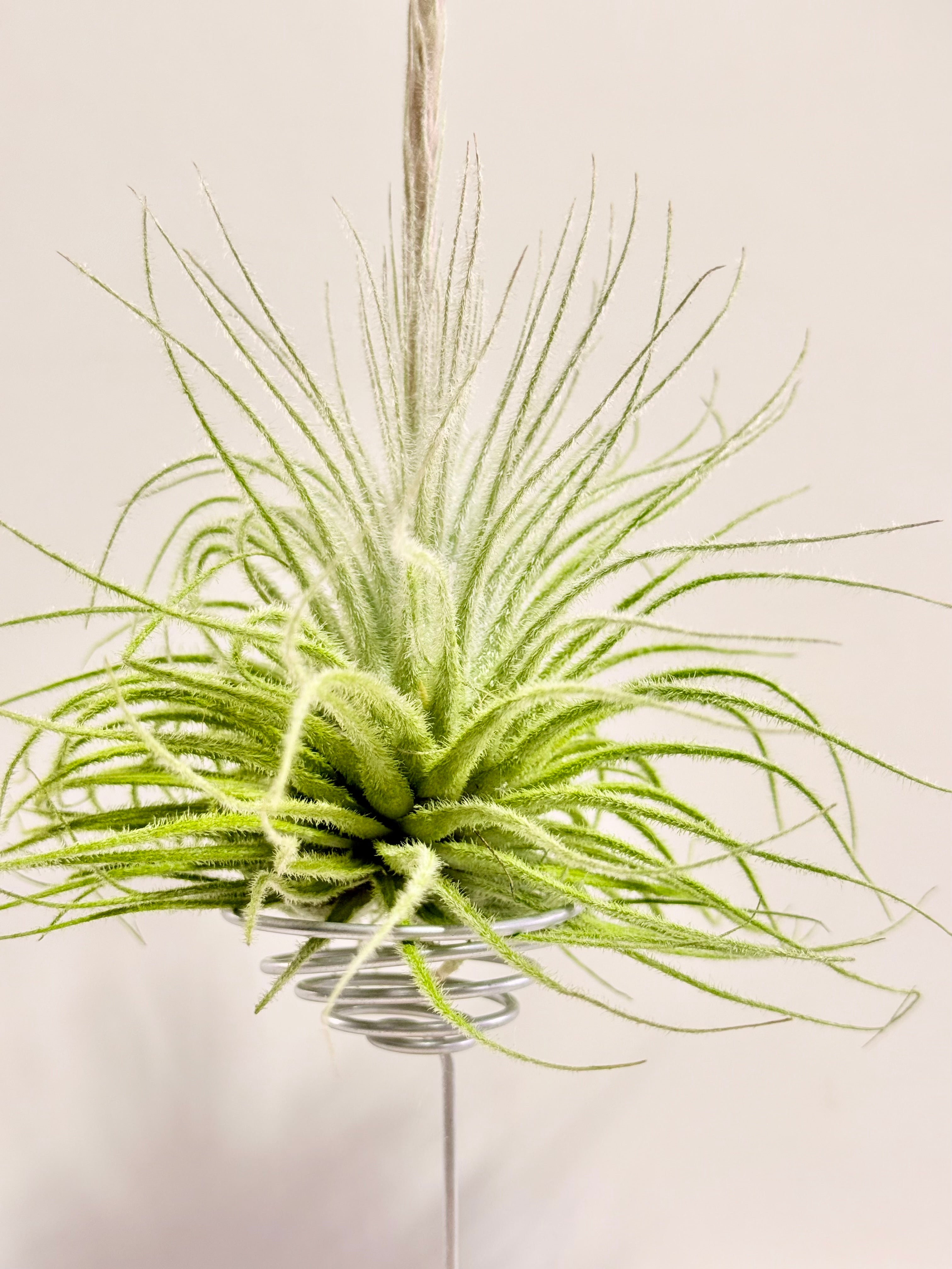 Tillandsia  Tectorum + matera blanca (copia)