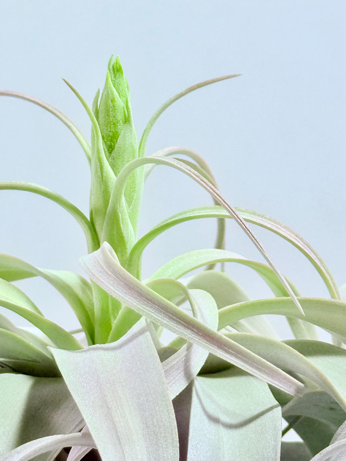 Till. Xerographica XL con botón