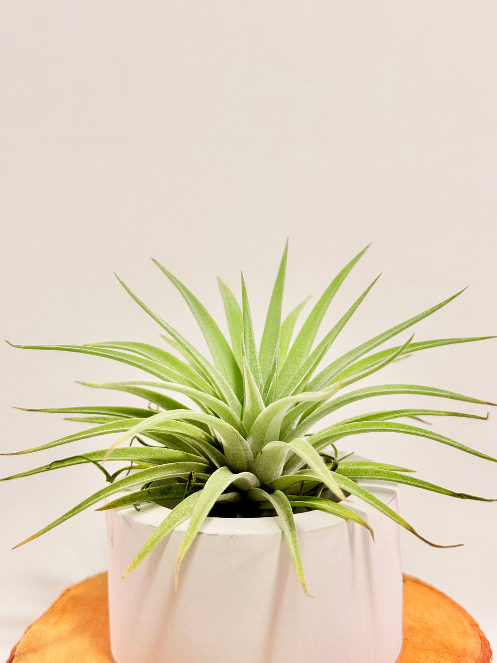 Tillandsia  Palgiotropica