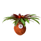 koke Bromelia Guzm. Mia