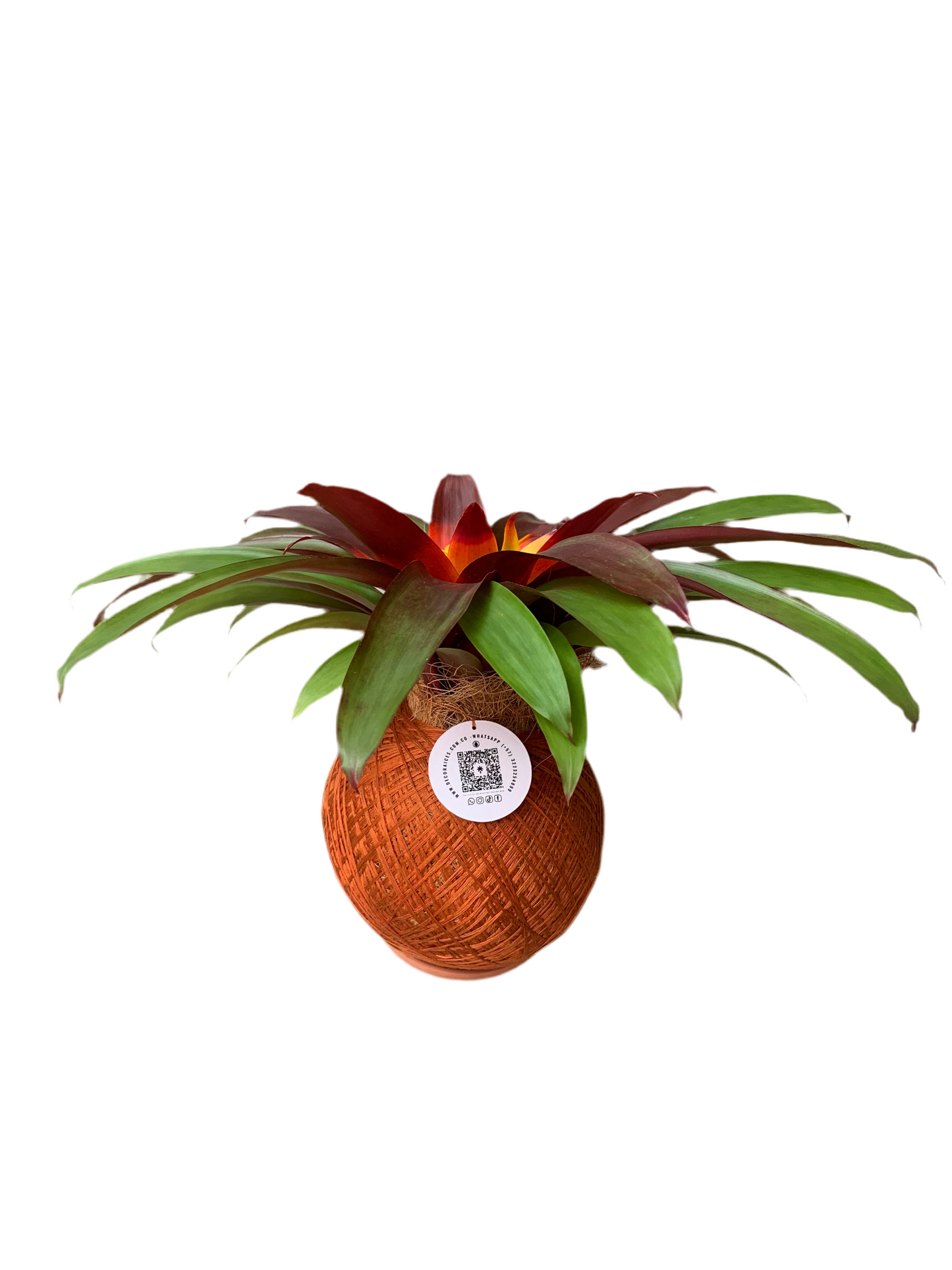 koke Bromelia Guzm. Mia