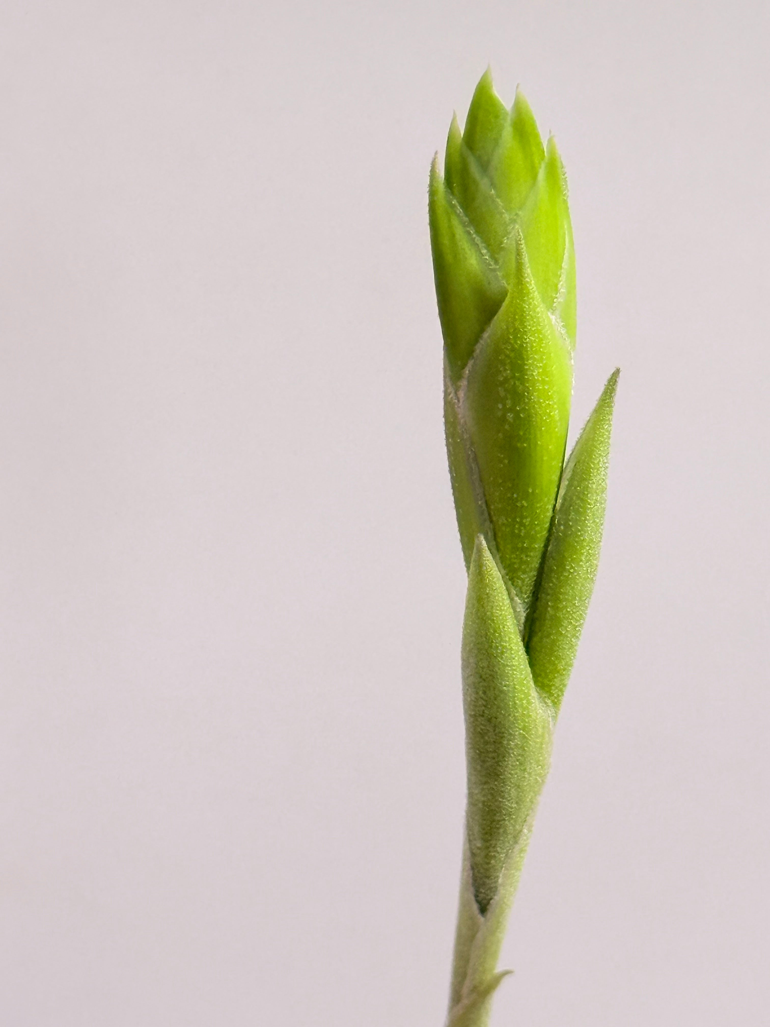 Tillandsia Cacticola regular form botón
