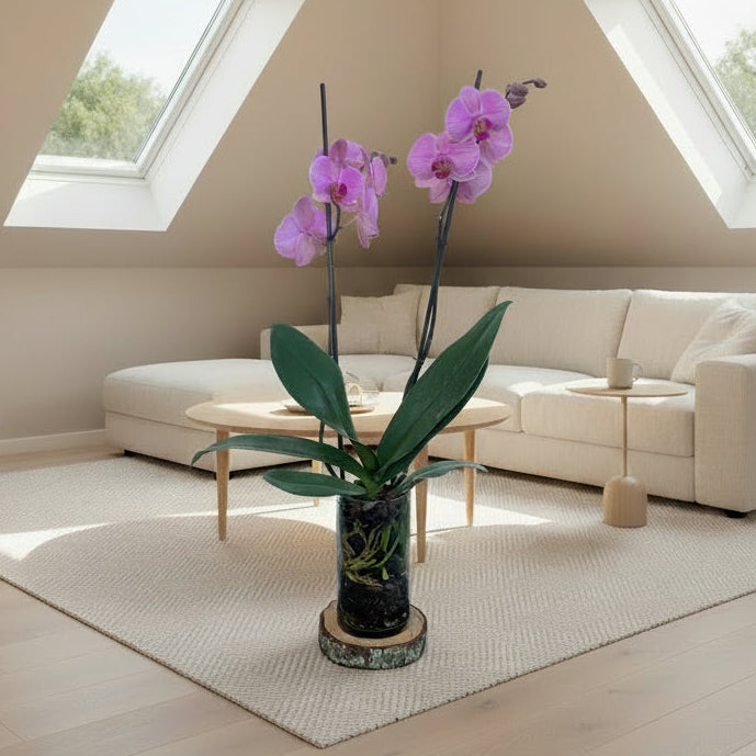 Phaleanopsis orchid in glass