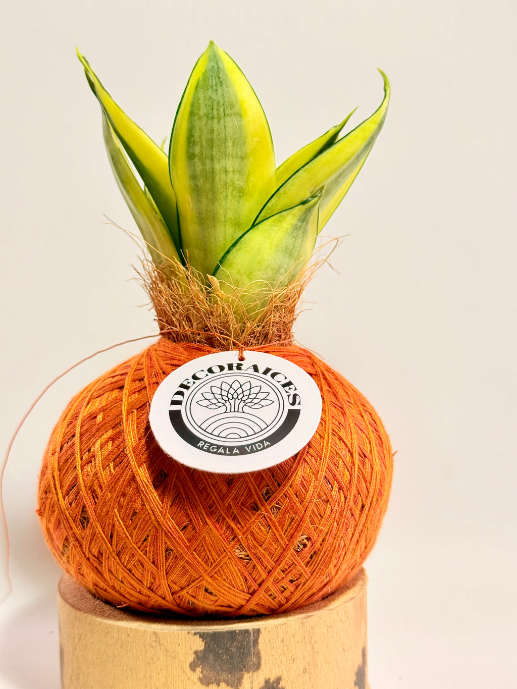 Kokedama Sansevieria Golden Hahnii