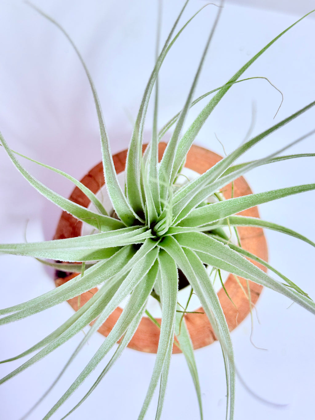 Tillandsia gardneri
