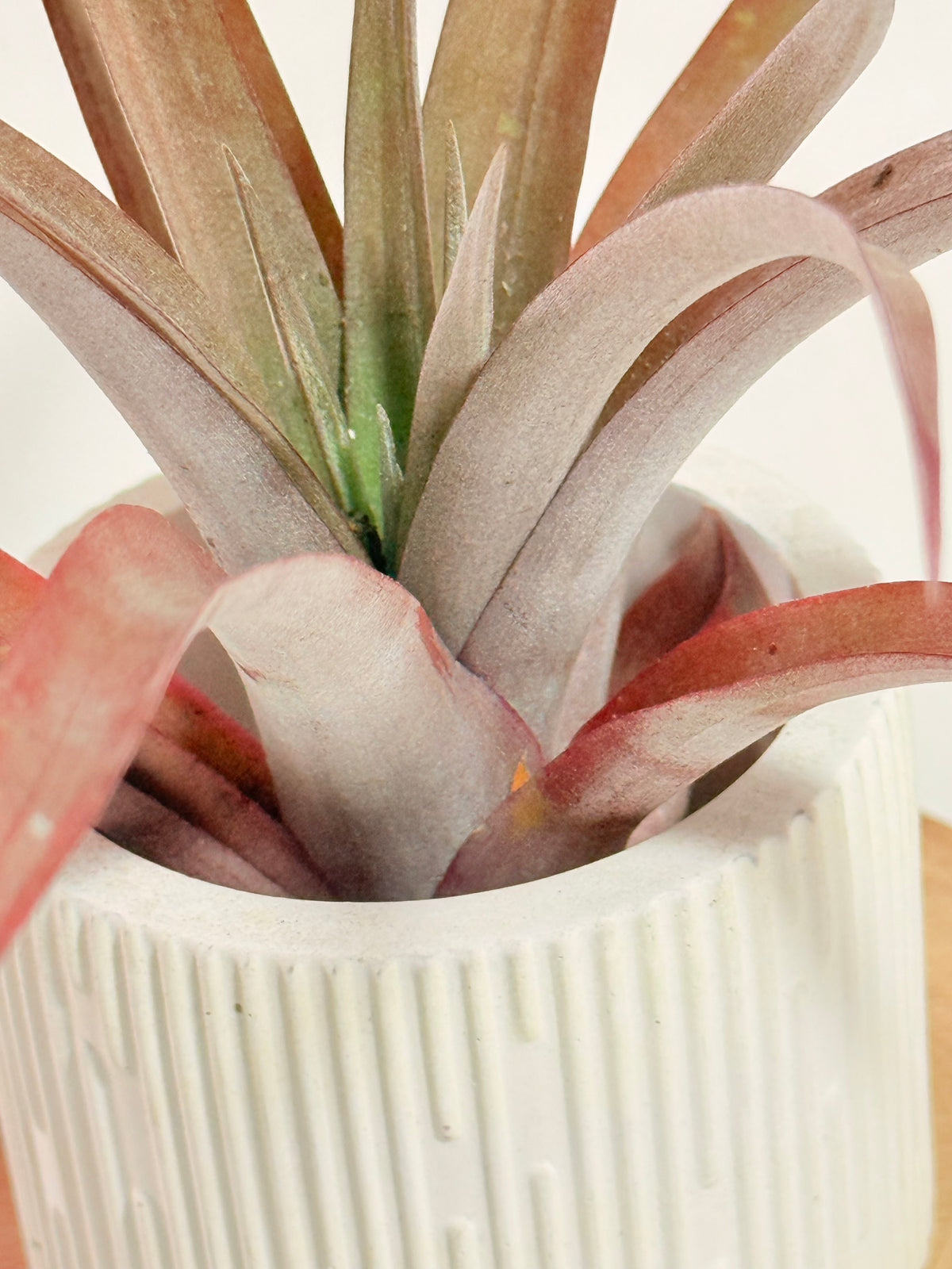 Till. Red Capitata Salmon mini + matera