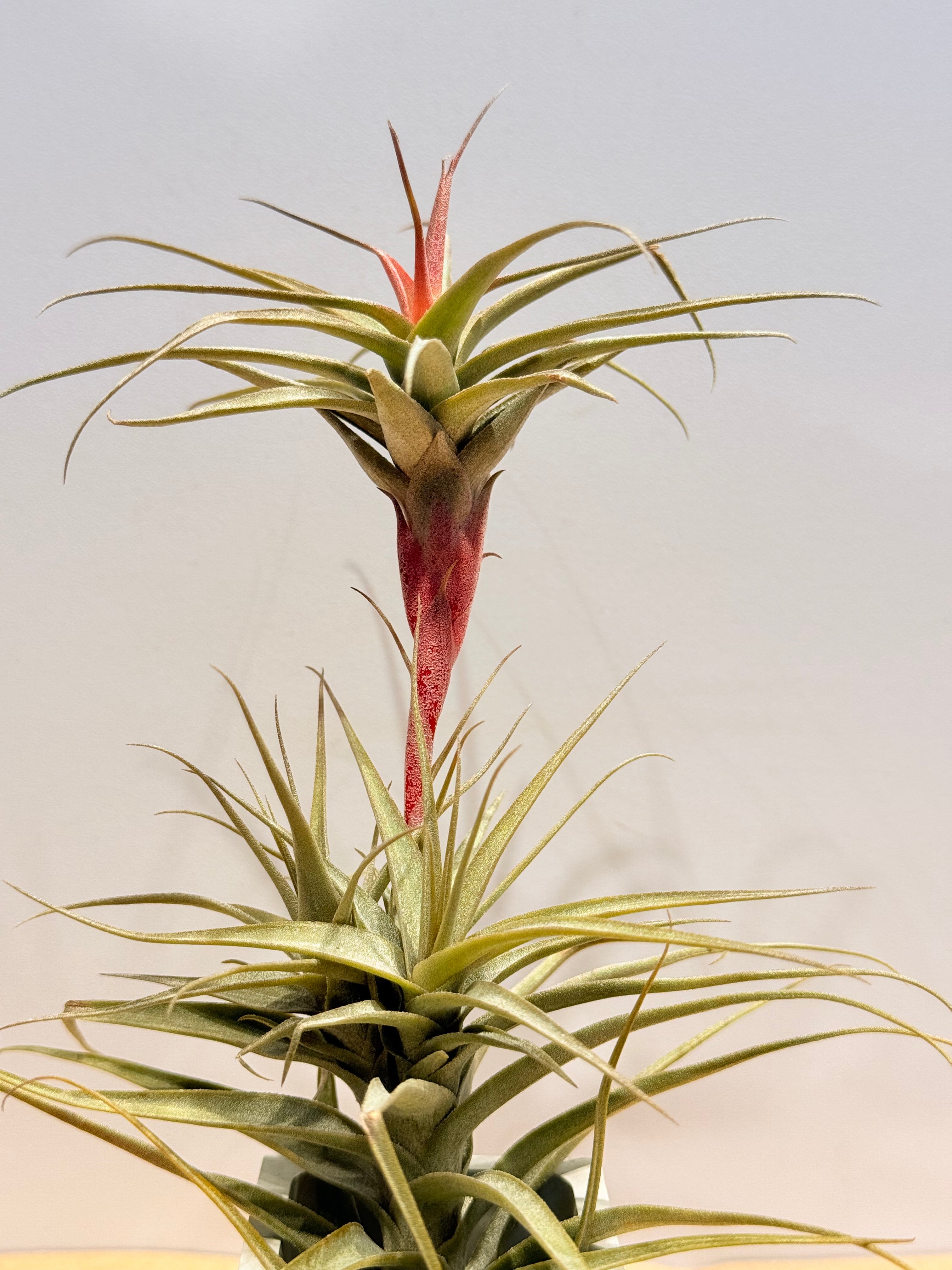 Till. Mororum + matera