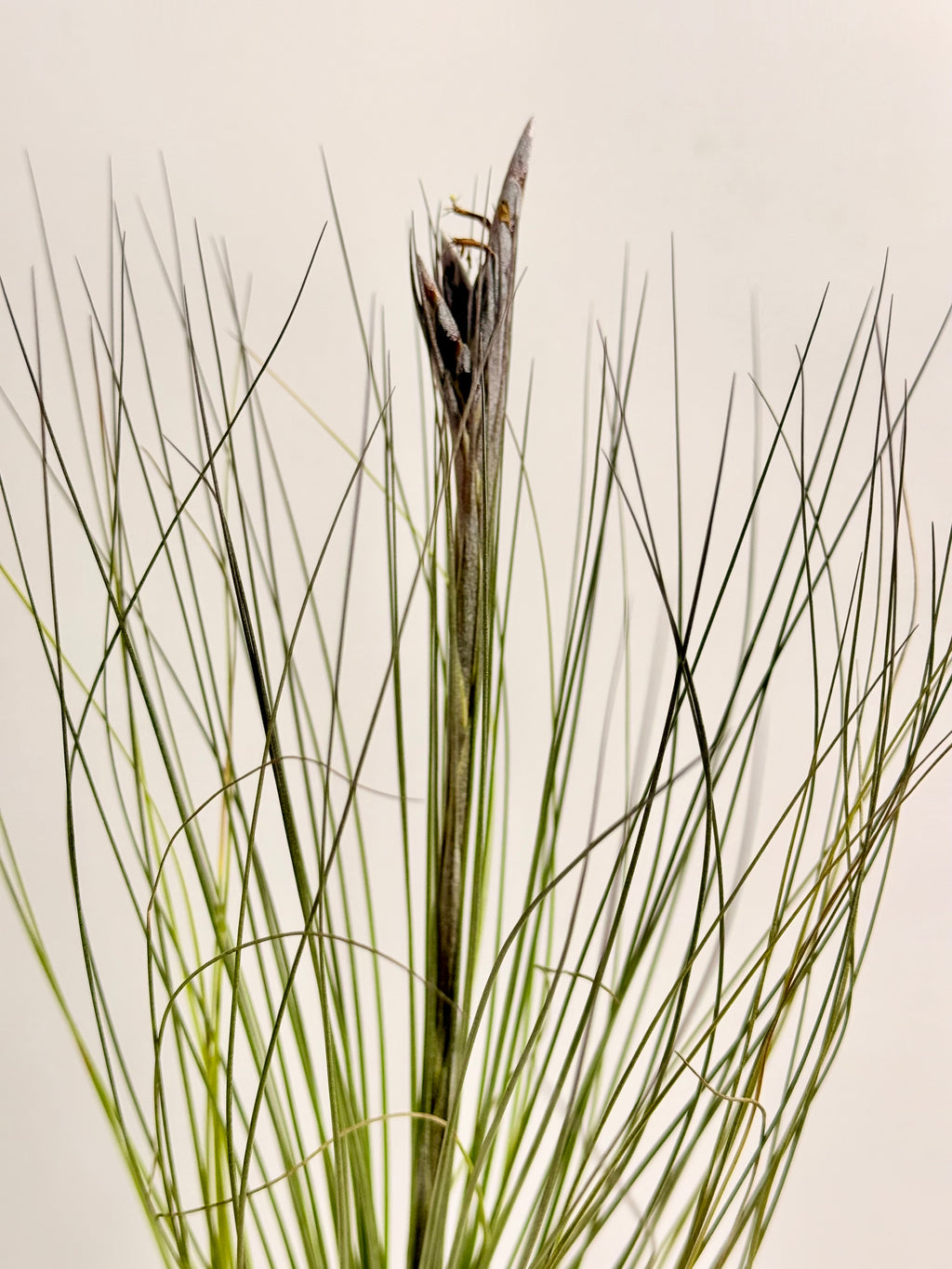 Tillandsia  Juncea + matera