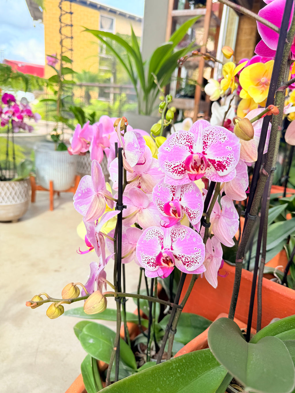 Kokedama Orquídea Premium Rosa 2V